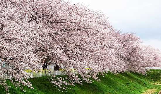 お花見でのご利用